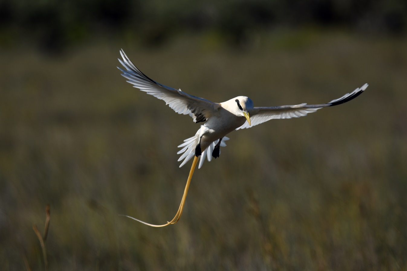 Phaéton à bec jaune (Phaethon lepturus).